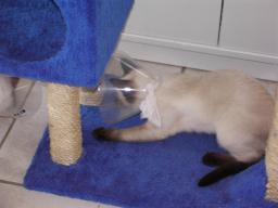 more kittens